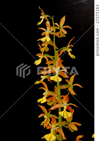 蝦脊蘭屬 27373163