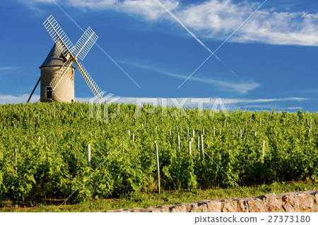 vineyards with windmill near Chenas, Beaujolais vineyards with windmill near Chenas, Beaujolais 27373180