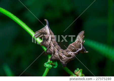 Elephant Hawk Moth (Deilephila elpenor)  27373280