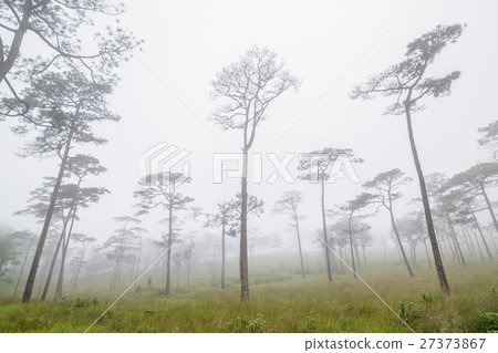 Pine forest Pine forest 27373867