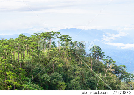 Pine forest Pine forest 27373870