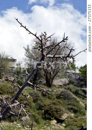 BeautIful flowers of garden 27375155