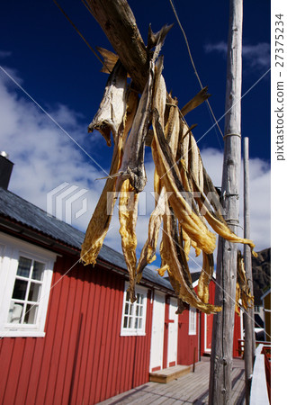 Dried stockfish on Lofoten Dried stockfish on Lofoten 27375234