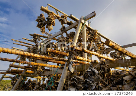 Drying stockfish 27375246