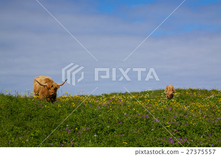 Highland cows Highland cows 27375557