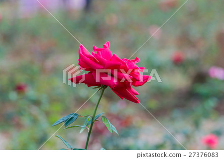 fresh roses in natural background in garden 27376083