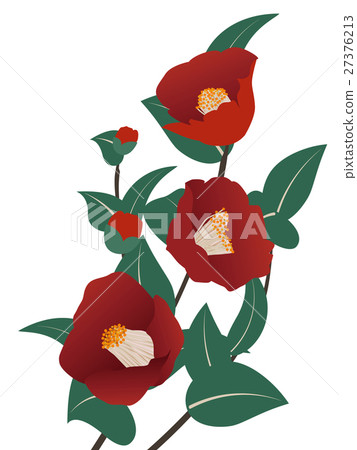 Cold camellia Cold camellia 27376213