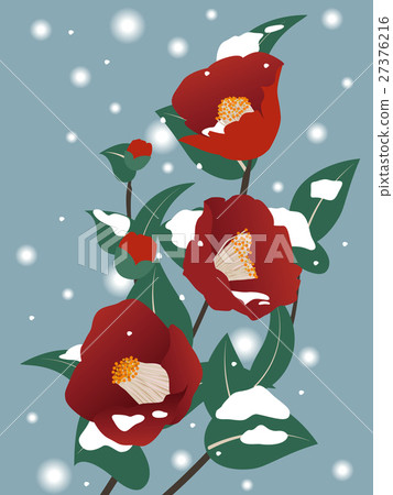 冷山茶花 27376216