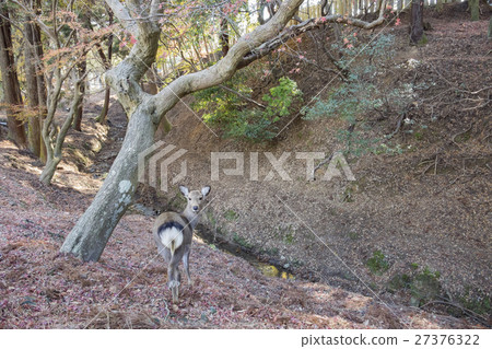 奈良公園中可愛的鹿及著名的東大寺 27376322