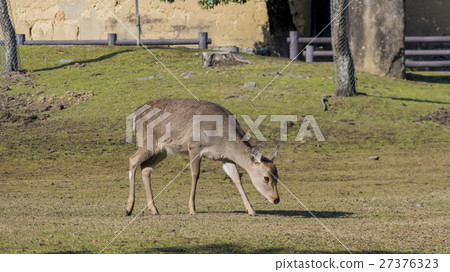奈良公園中可愛的鹿及著名的東大寺 27376323