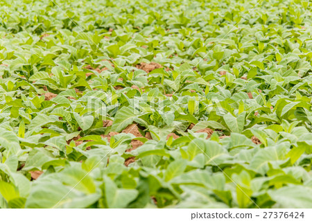 Tobbaco plantation in Bueng khan  Thailand 27376424