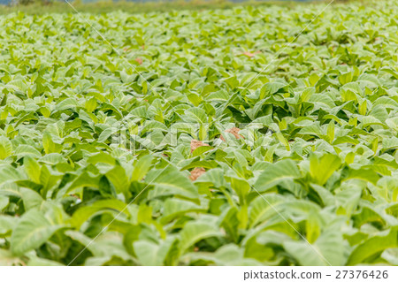 Tobbaco plantation in Bueng khan Thailand Tobbaco plantation in Bueng khan Thailand 27376426