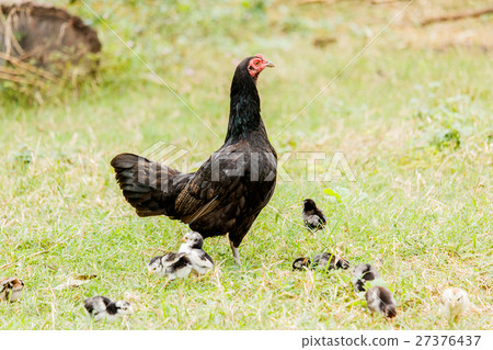 Hen chick rearing in natural Hen chick rearing in natural 27376437