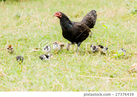 Hen chick rearing in natural Hen chick rearing in natural 27376439