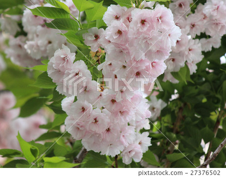 Fresh green leaves and double blossoms in full bloom (3) Fresh green leaves and double blossoms in full bloom (3) 27376502