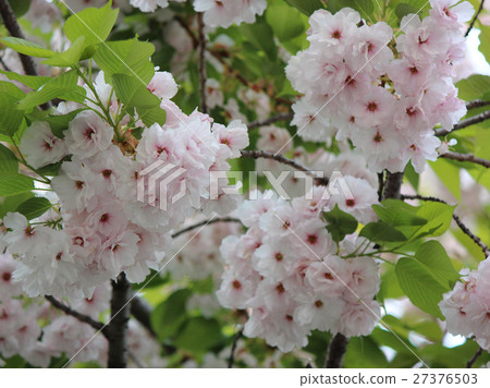 Fresh green leaves and double blossoms in full bloom (4) 27376503