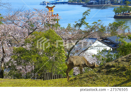 Cherry blossoms of 27376505