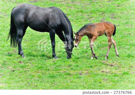 Parent and child horse 27376766