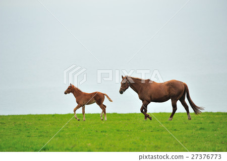 父母和小孩的馬 27376773