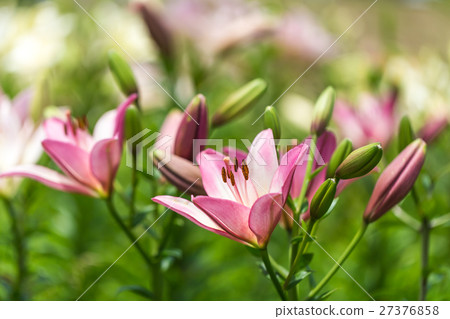 百合花 27376858