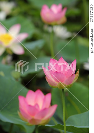 Lotus flower  27377129