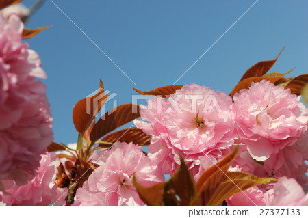 Yaezakura（Sekiyama） 27377133