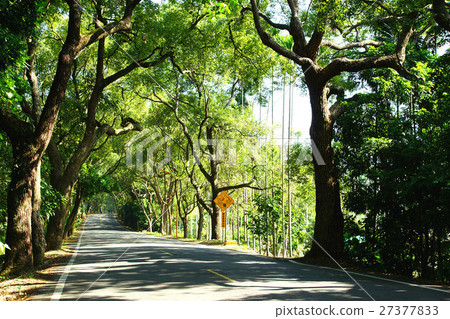 綠色隧道 綠色隧道 27377833