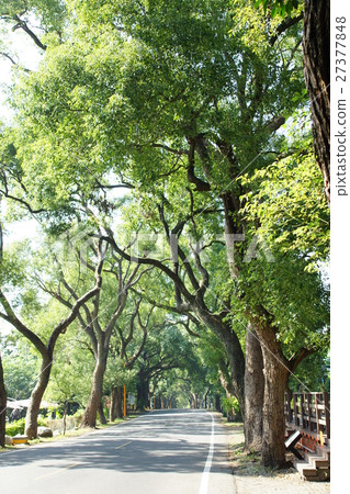 綠色隧道 27377848