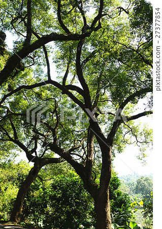 綠色隧道 27377854