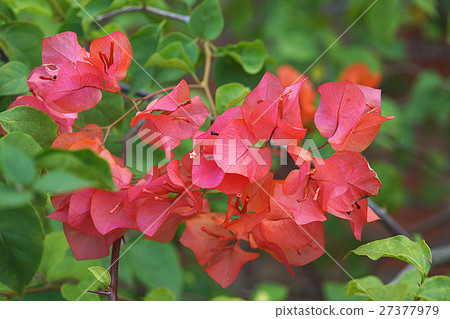 九重葛 九重葛 27377979