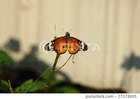 Birch butterfly Birch butterfly 27378005