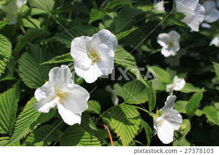 Shiroyamabuki之花 27378103