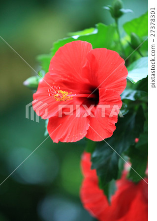 Hibiscus Hibiscus 27378301
