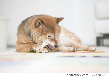 Shiba Inu eating snacks 27378303