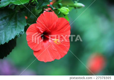 Hibiscus Hibiscus 27378305