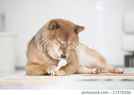 Shiba Inu eating snacks 27378306