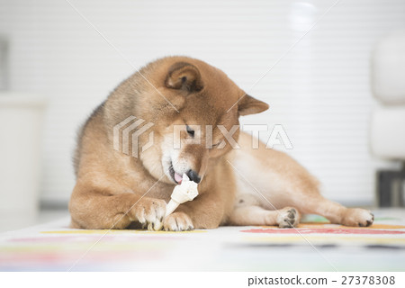 Shiba Inu eating snacks 27378308