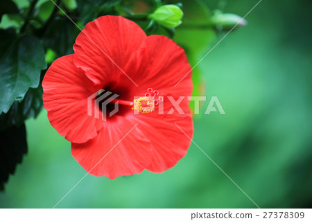 Hibiscus Hibiscus 27378309