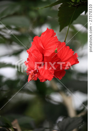 Hibiscus Hibiscus 27378310