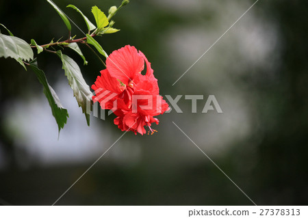 Hibiscus Hibiscus 27378313