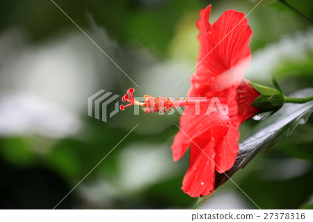 Hibiscus 27378316