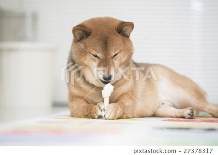 Shiba Inu eating snacks Shiba Inu eating snacks 27378317