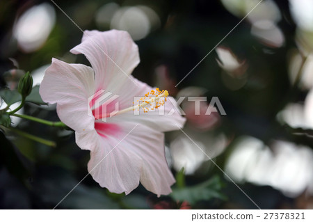 Hibiscus 27378321