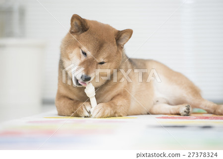 Shiba Inu eating snacks Shiba Inu eating snacks 27378324