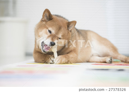 Shiba Inu eating snacks Shiba Inu eating snacks 27378326