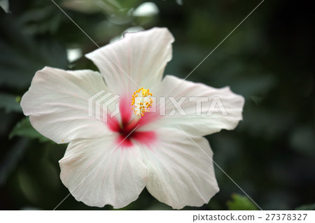 Hibiscus Hibiscus 27378327