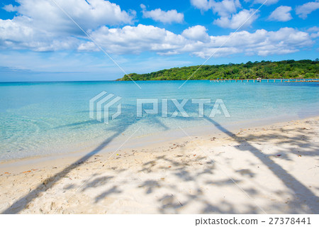 Couple Coconut tree Couple Coconut tree 27378441