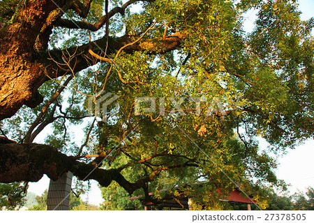 大樟樹 大樟樹 27378505