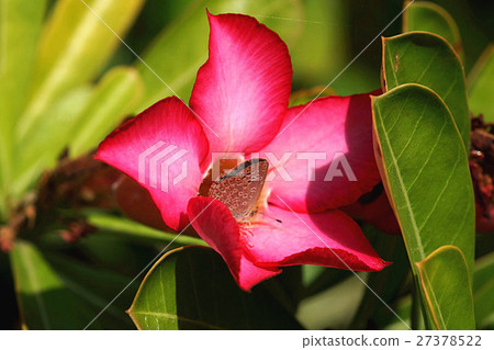 沙漠玫瑰 沙漠玫瑰 27378522