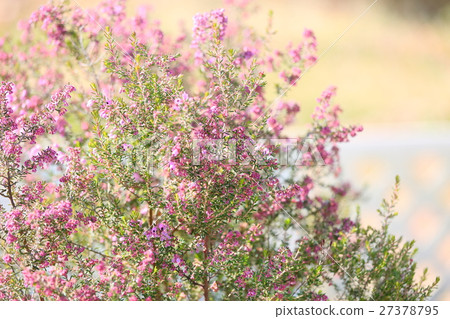Erica flower Erica flower 27378795